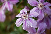 Clematis 'Girenas'