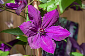 Clematis 'Honora'