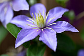 Clematis 'Justa'