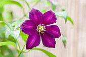 Clematis 'Mikelite'