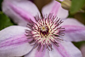 Clematis 'Nelly Moser'