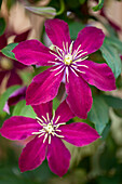 Clematis 'Niobe'