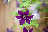 Clematis 'Rasputin'