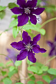 Clematis 'Rasputin'