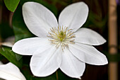 Clematis 'Shirayukihime'