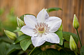 Clematis 'White Lady'