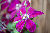 Clematis 'Westerplatte'