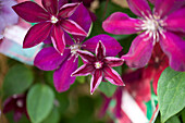 Clematis 'Westerplatte'