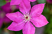 Clematis viticella 'Kommerei'