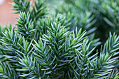 Juniperus chinensis 'Robusta Green'