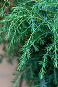 Juniperus communis 'Hibernica'