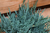 Juniperus horizontalis 'Blue Chip'