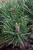 Pinus mugo 'Carsten's Wintergold'