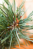 Pinus mugo 'Klostergrün'