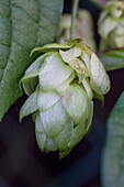 Humulus lupulus