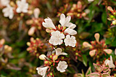 Abelia grandiflora 'Lynn' Pinky Bells™