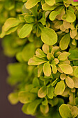 Berberis thunbergii Tiny Gold