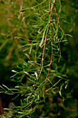 Caragana arborescens Walker