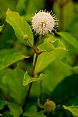 Cephalanthus occidentalis