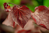 Cercis canadensis 'Forest Pansy