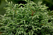 Chamaecyparis pisifera 'Boulevard'