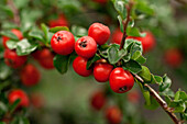 Cotoneaster praecox 'Boer