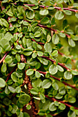 Cotoneaster procumbens 'Streibs Findling'