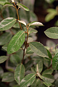 Elaeagnus x ebbingei