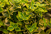 Euonymus fortunei 'Emerald´n Gold'