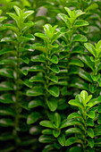 Euonymus japonicus 'Green Rocket'