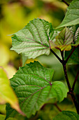 Heptacodium miconioides