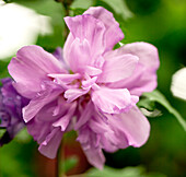 Hibiscus syriacus 'Ardens'