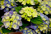 Hydrangea macrophylla 'Blue Boogiewoogie'®