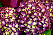 Hydrangea macrophylla 'Purple Punk'®