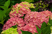 Hydrangea macrophylla, red