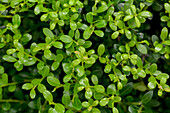 Ilex crenata 'Buxilex'®