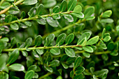 Ilex crenata 'Glorie Gem