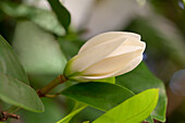 Magnolia 'Fairy Cream