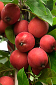 Malus 'Eleyi'