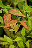 Nandina domestica 'Firepower'