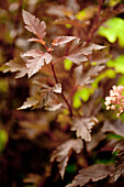 Physocarpus opulifolius 'Summer Wine'®