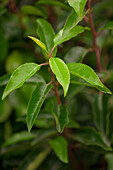 Prunus lusitanica