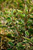 Prunus lusitanica Variegata