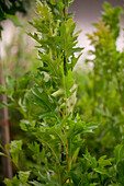 Quercus palustris 'Green Pillar'®