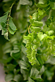 Robinia pseudoacacia 'Twisty Baby'®