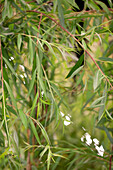 Salix alba 'Tristis' Tree species