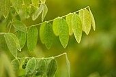 Sophora japonica 'Flaviramea'