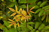 Sorbaria sorbifolia 'Sem'(s)