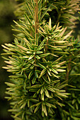 Taxus baccata 'David'