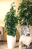 Ficus benjamina 'Danielle'